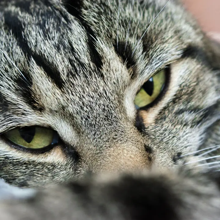 Expo Felins a la Massana