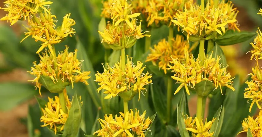Plantes remeieres Llívia