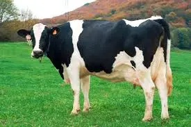 Vaca Frisona Bellver