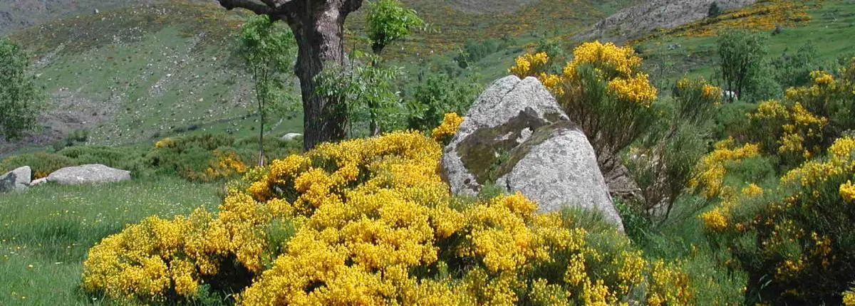 Panakeia Plantes medicinals Alta Ribagorça
