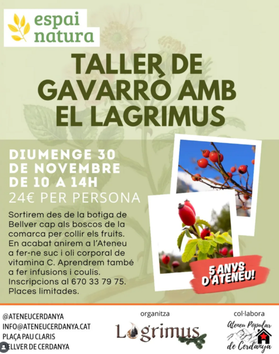 Taller de gavarró Ateneu Cerdanya