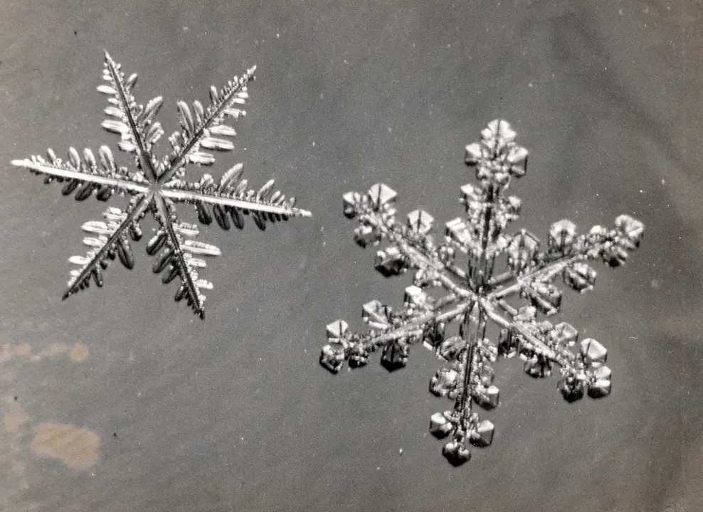 Dir la neu escriure la neu Natura Llibres