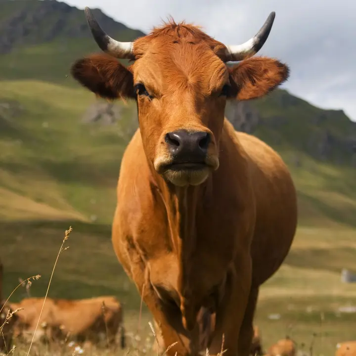 Benedicci&oacute; Seturia Massana