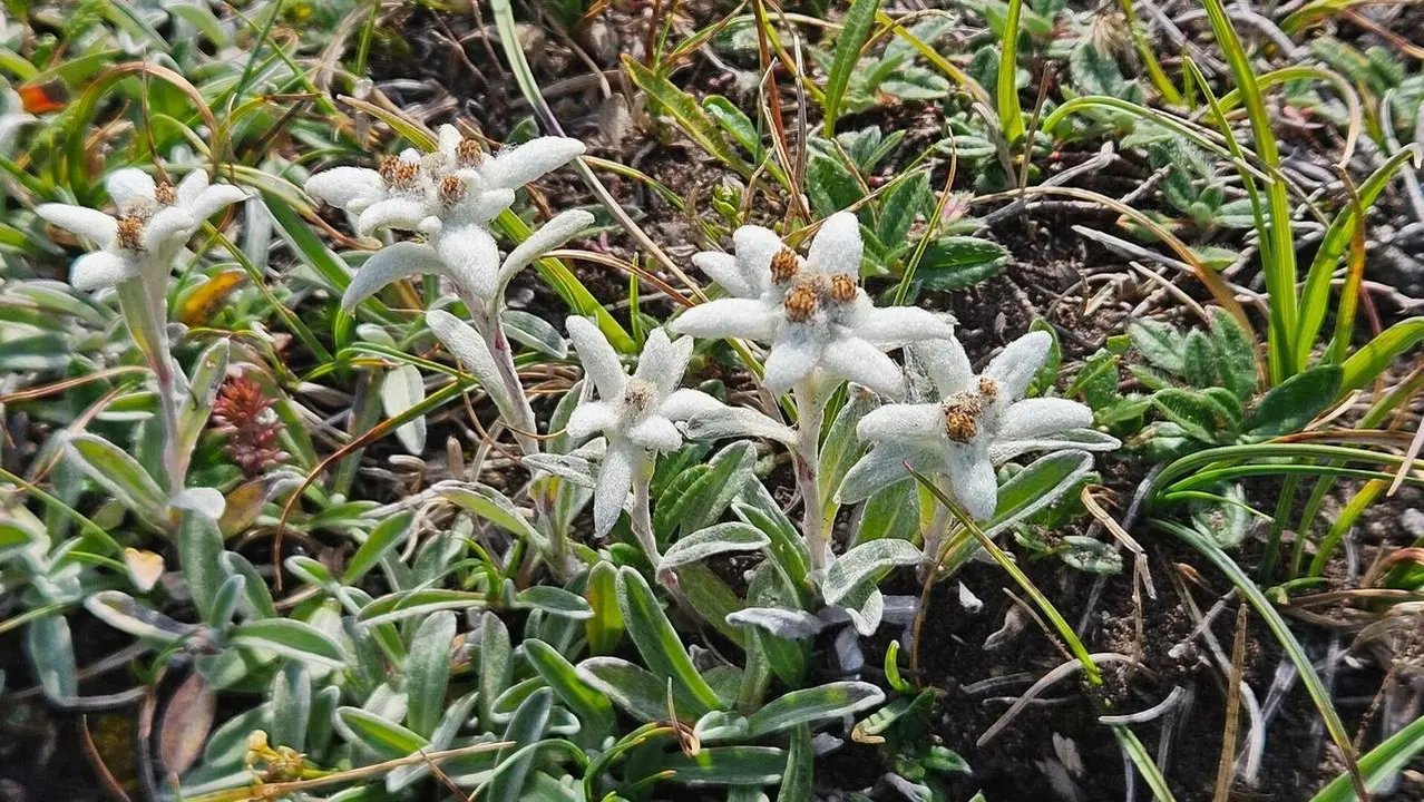 Flora d'alta muntanya cerdanya Llivia