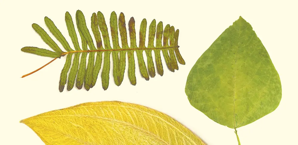 Filosintesi Natura Llibres
