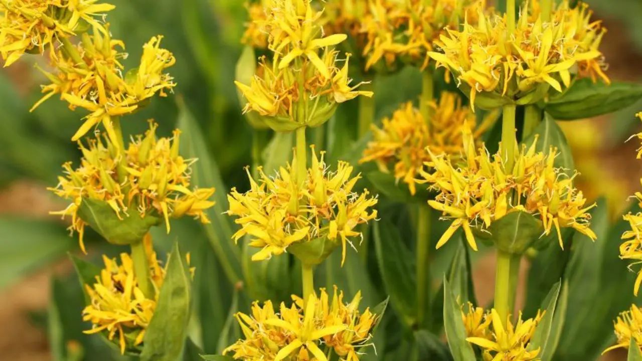 Plantes remeieres Llívia