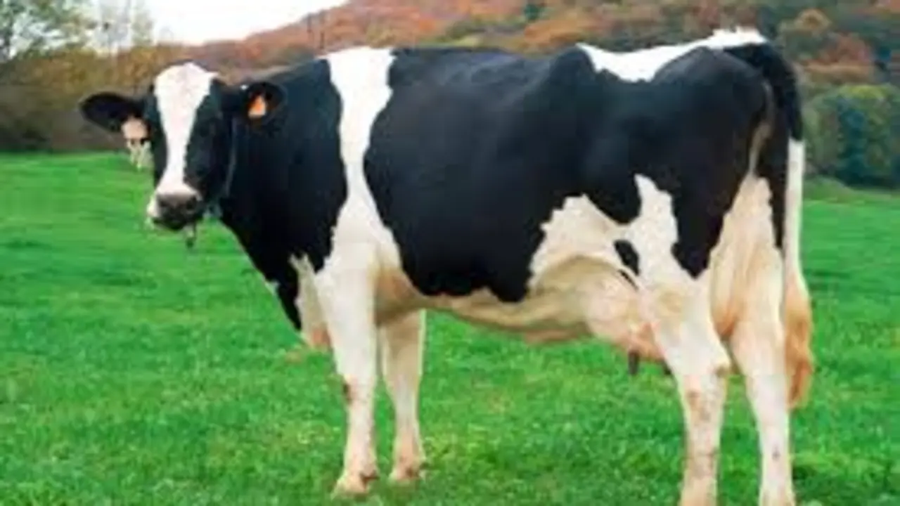 Vaca Frisona Bellver