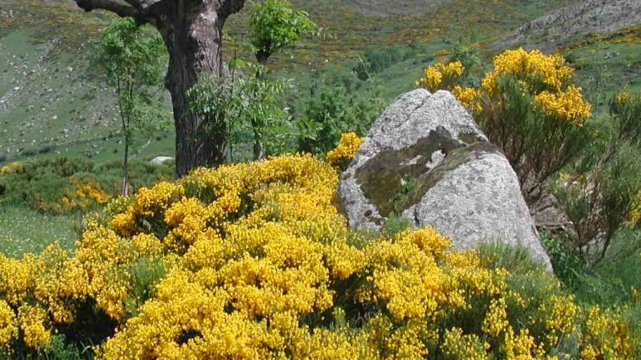 Panakeia Plantes medicinals Alta Ribagorça