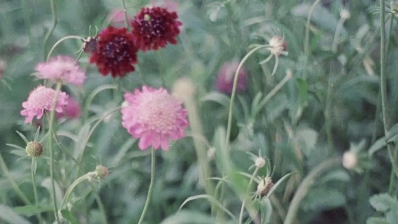 40 segons Natura Llibres