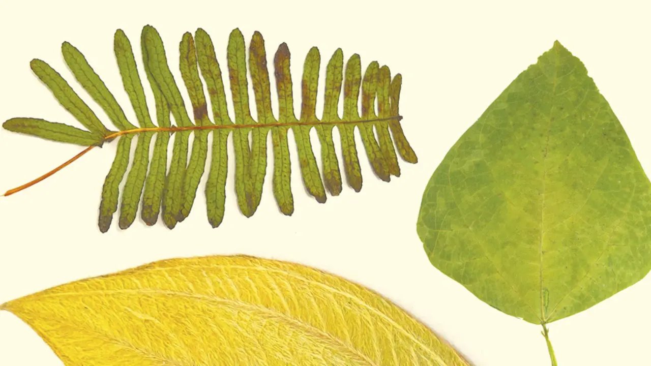 Filosintesi Natura Llibres