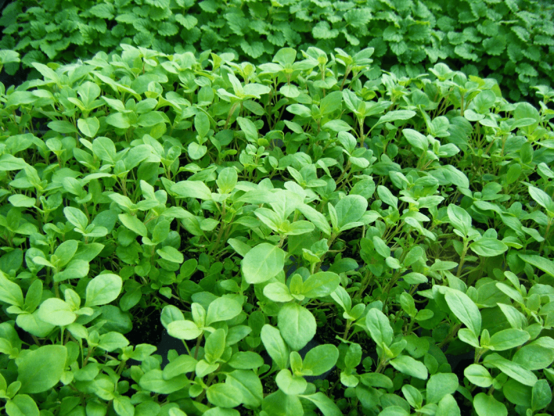 Andoflora Plantes que curen
